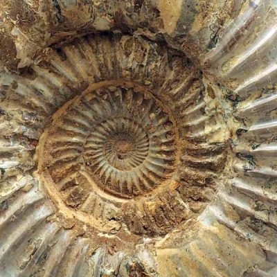 Katroliceras matsumotoi Katroliceras matsumotoi