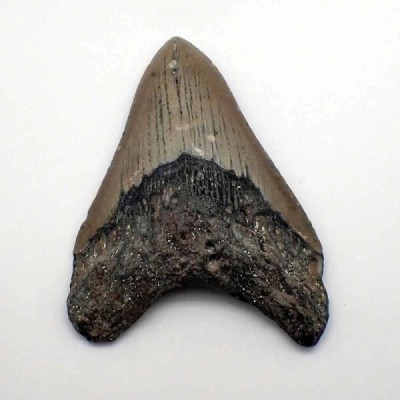 Carcharocles megalodon Carcharocles megalodon