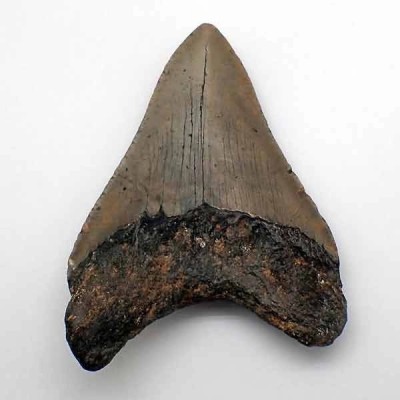 Carcharocles megalodon Carcharocles megalodon