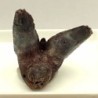 Xenacanthus sp.