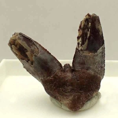 Xenacanthus sp. Xenacanthus sp.