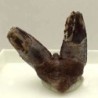  Xenacanthus sp.