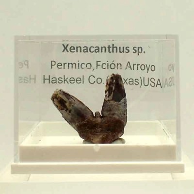 Xenacanthus sp. Xenacanthus sp.