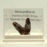  Xenacanthus sp.
