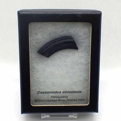 Casteroides ohioensis