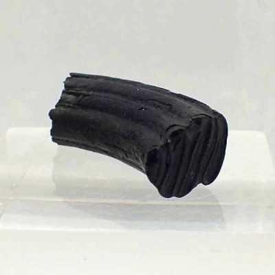  Casteroides ohioensis