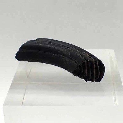  Casteroides ohioensis