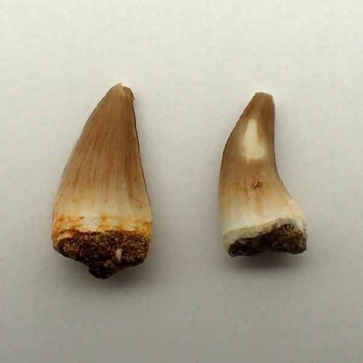 Eremiasaurus heterodonthus Eremiasaurus heterodonthus