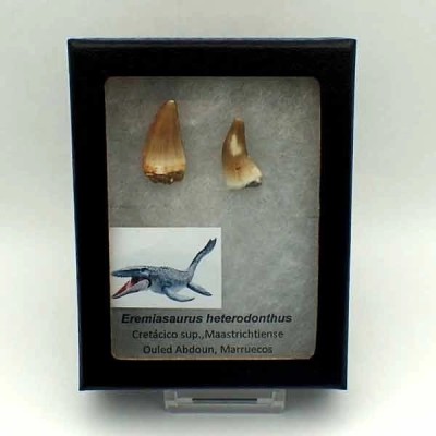 Eremiasaurus heterodonthus Eremiasaurus heterodonthus