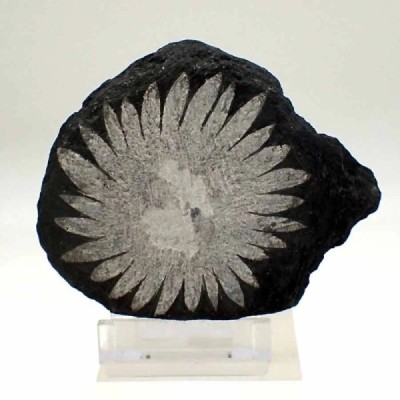 Piedra Crisantemo Piedra Crisantemo