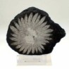Piedra Crisantemo