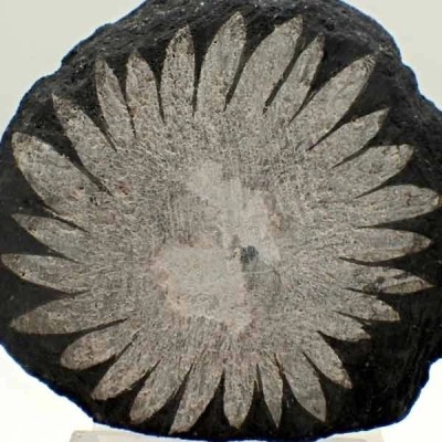 Piedra Crisantemo Piedra Crisantemo