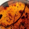  Insectos y restos vegetales