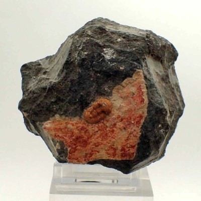 Ductina vietnamica Ductina vietnamica