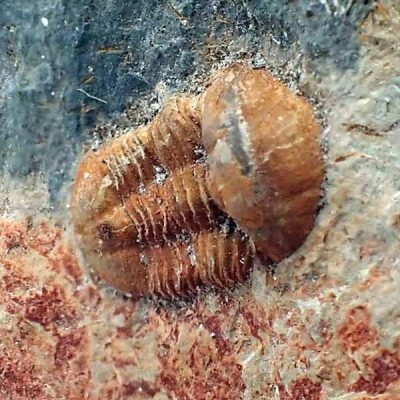 Ductina vietnamica Ductina vietnamica