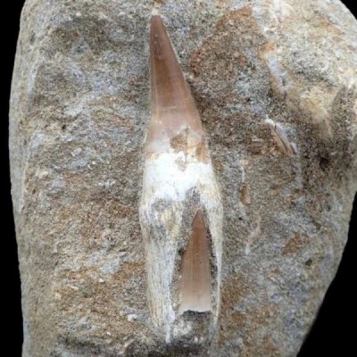 Eremiasaurus heterodonthus Eremiasaurus heterodonthus