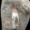  Eremiasaurus heterodonthus