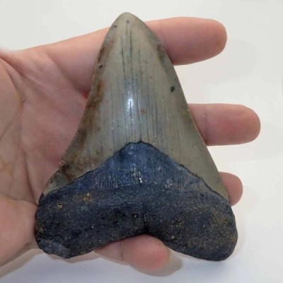 Carcharocles megalodon Carcharocles megalodon