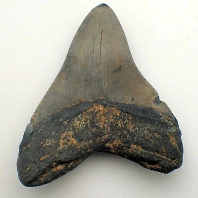 Carcharocles megalodon Carcharocles megalodon