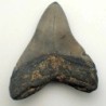  Carcharocles megalodon