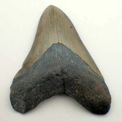 Carcharocles megalodon Carcharocles megalodon