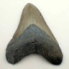  Carcharocles megalodon
