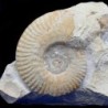 Hecticoceras(Chanasia)sp