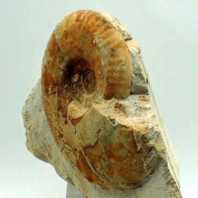 Hecticoceras baneense Hecticoceras baneense