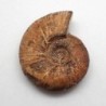 Kossmaticeras theobaldi