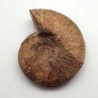  Kossmaticeras theobaldi