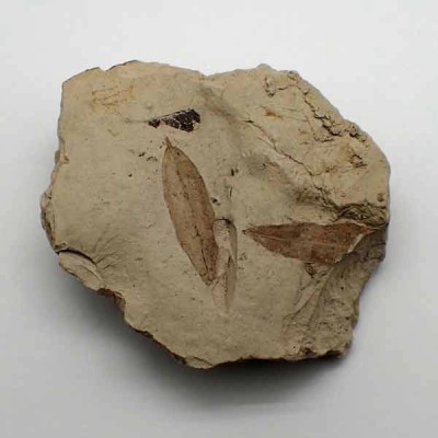 Astronium sp. Astronium sp.