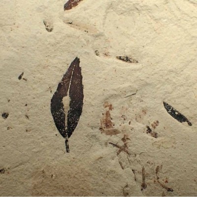 Cedrelospermum sp. Cedrelospermum sp.