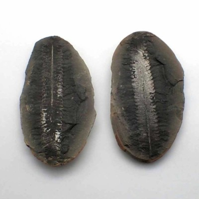 Pecopteris mazoniana Pecopteris mazoniana