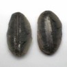 Pecopteris mazoniana