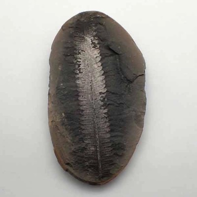 Pecopteris mazoniana Pecopteris mazoniana