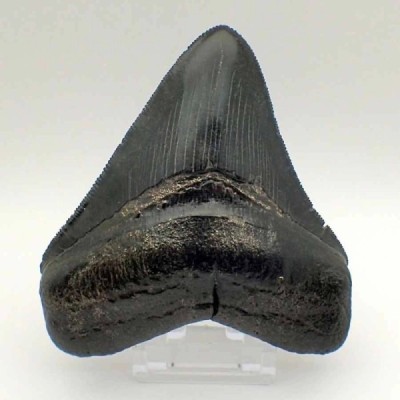 Carcharocles megalodon Carcharocles megalodon