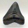 Carcharocles megalodon
