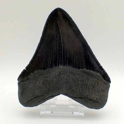 Carcharocles megalodon Carcharocles megalodon