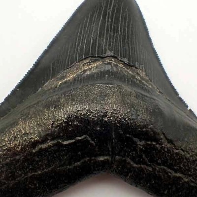 Carcharocles megalodon Carcharocles megalodon