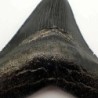  Carcharocles megalodon