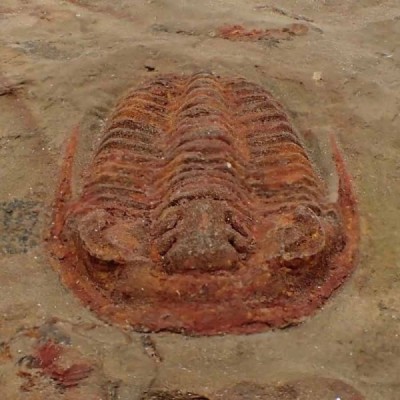 Euloma sp. Euloma sp.