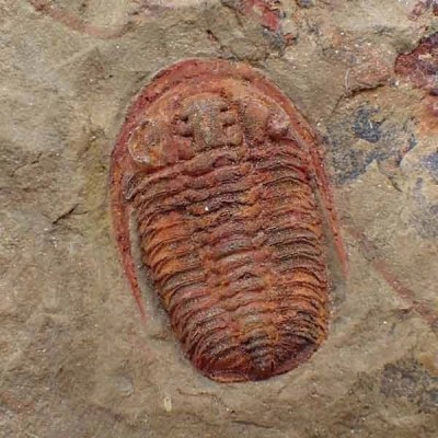 Euloma sp. Euloma sp.