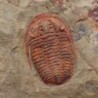  Euloma sp.