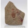  Euloma sp.