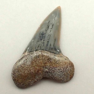 Isurus planus Isurus planus