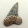 Isurus planus