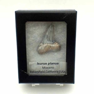 Isurus planus Isurus planus