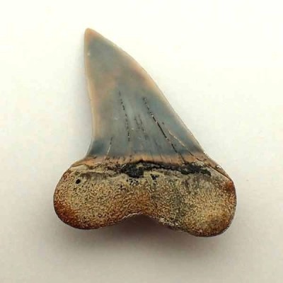 Isurus planus Isurus planus