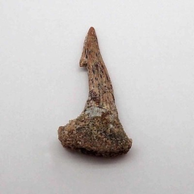 Onchopristis numidus Onchopristis numidus