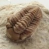  Kainops invius